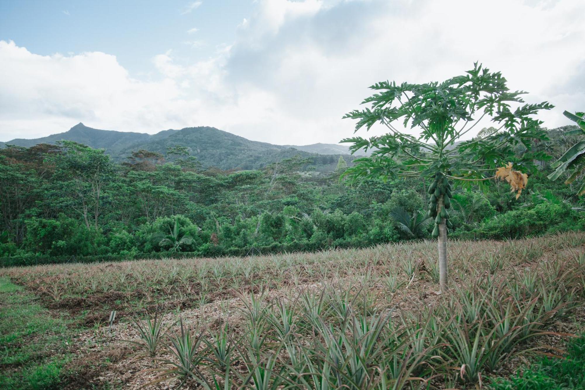 La Vieille Cheminee, Tropical Farm & Eco-Lodges 카마렐 외부 사진